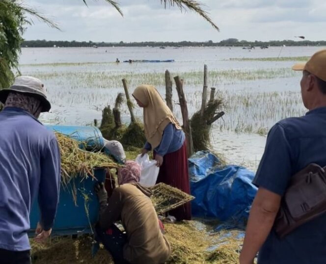 
					Mahasiswa Kkn Unila Tinjau Dampak Banjir Di Lahan Pertanian Desa Subang Jaya, Ekonomi Warga Terpuruk