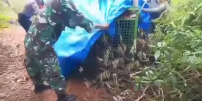 
					Legakan Masyarakat, Harimau Liar Akhirnya Tertangkap Dalam Kandang Jebakan