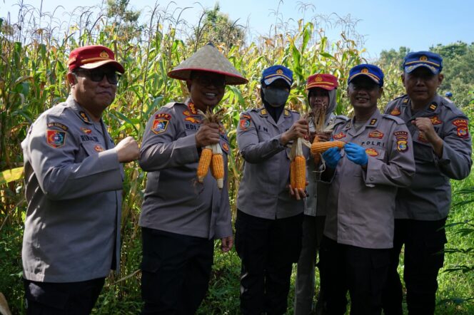 
					Polda Lampung dan Dinas Ketahanan Pangan Panen Jagung di SPN