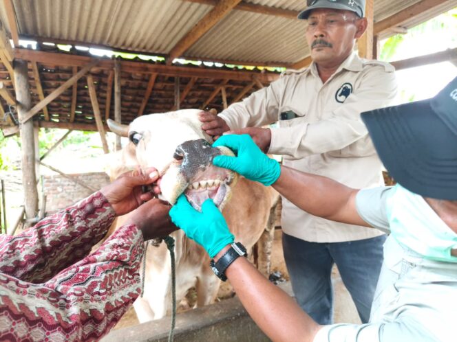 
					Pengendalian PMK Diperkuat, Pemprov Lampung Genjot Vaksinasi dan Edukasi Peternak Jelang Iduladha 2026
