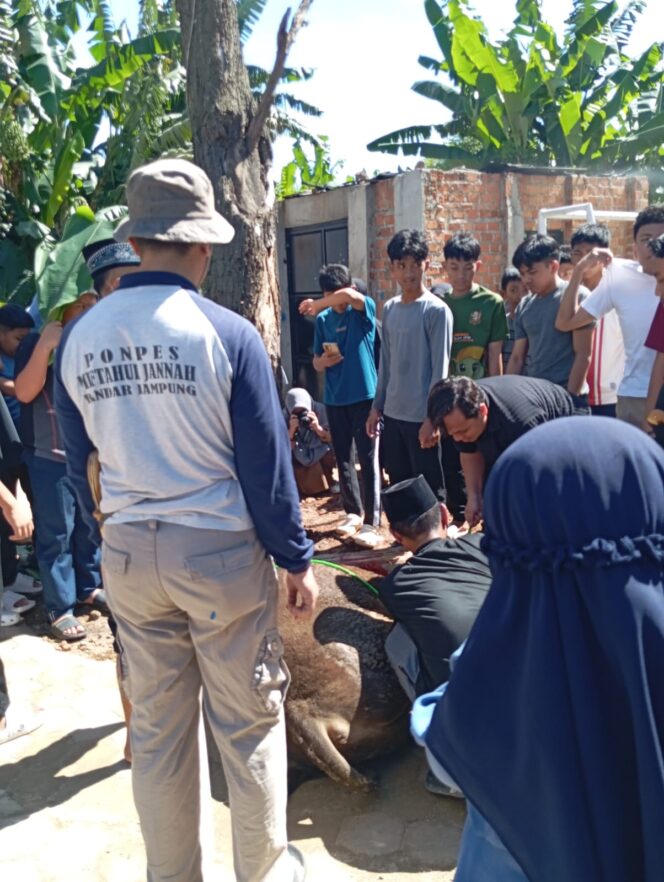 
					Peringati Iduladha 1447H, PPTQ Miftahul Jannah Kurban 2 Sapi dan 3 Kambing