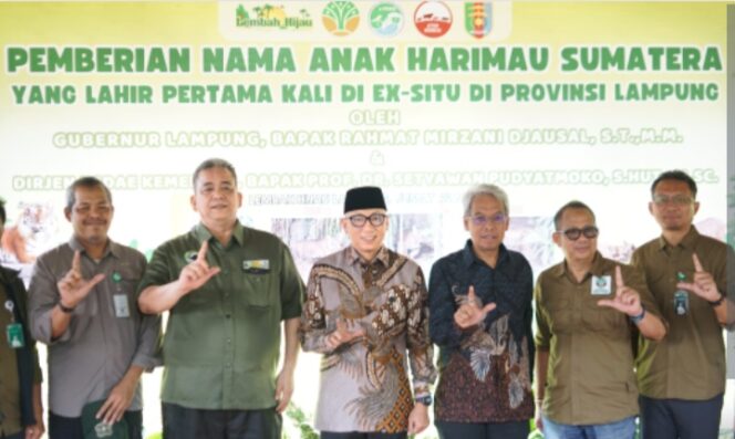 
					Tampil Perdana, Anak Harimau Sumatera Resmi diberikan Nama Gubernur Lampung