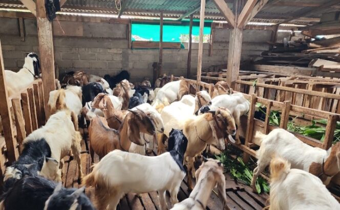 
					Penjualan Sapi Naik 40,15 Persen dan Domba Melonjak 121,76 Persen Selama Iduladha